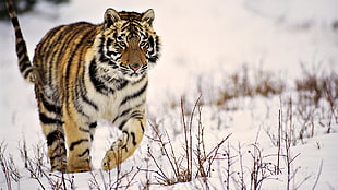 Tiger walking on snowy ground